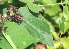 Matelea hirtelliflora