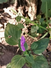 Dicliptera minor minor