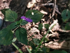 Dicliptera minor minor