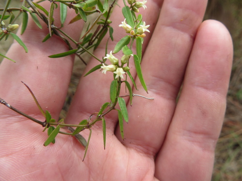 Image of Blodgett's Swallow-Wort (Metastelma blodgettii) by (c) Ben Machado, some rights reserved (CC BY)