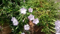 Dianthus longicalyx
