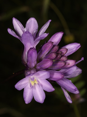Dichelostemma
