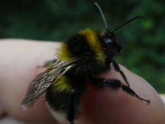 Bombus pratorum
