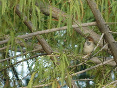 Passer domesticus