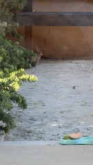 Sylvilagus audubonii