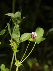 Trifolium variegatum geminiflorum