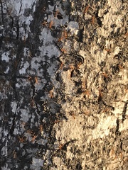 Anoplolepis gracilipes