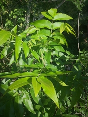 Magnoliopsida