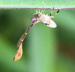 Leptopteromyia americana