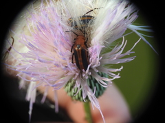 Nemognatha piazata