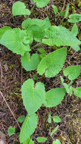Arnica cordifolia, photograph 6