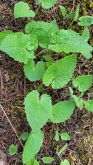 Arnica cordifolia, photograph Leanne Stacy Reitan, CC0, iNaturalist via GBIF