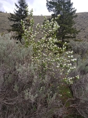 Amelanchier cusickii