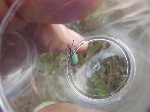 Photo of Blue-Green Citrus Root Weevil (Pachnaeus litus)