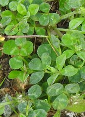 Trifolium subterraneum