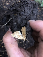 Chalastra pellurgata