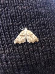 Chalastra pellurgata