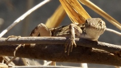 Sceloporus utiformis