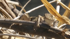 Sceloporus utiformis