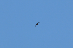 Streptoprocne rutila