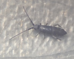 Pogonognathellus bidentatus