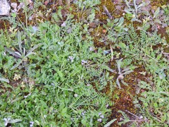 Biserrula pelecinus