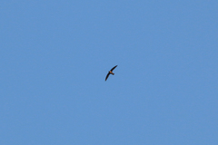 Streptoprocne rutila