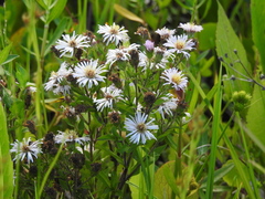 Symphyotrichum elliottii