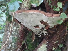 Ganoderma tornatum
