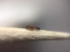Tetramorium simillimum