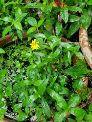 Sphagneticola calendulacea