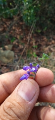 Salvia thymoides