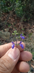 Salvia thymoides