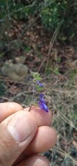 Salvia thymoides