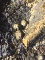 Cellana ornata
