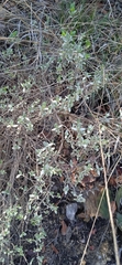 Salvia thymoides