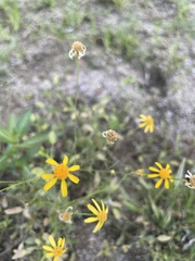 Adenophyllum anomalum