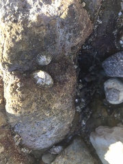 Cellana ornata