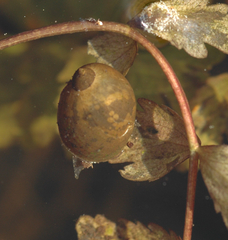 Ampullaceana balthica