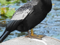 Anhinga anhinga leucogaster