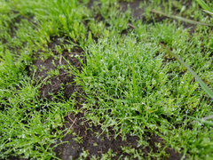 Psilocarphus elatior