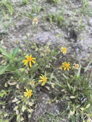 Adenophyllum anomalum