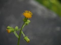 Gynura