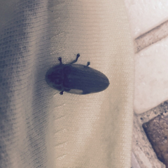 Lampyridae