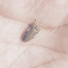 Lampyridae