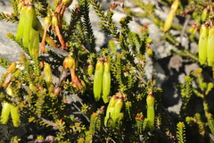 Erica viridiflora viridiflora
