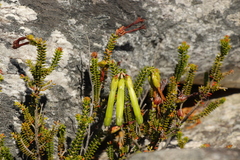 Erica viridiflora viridiflora