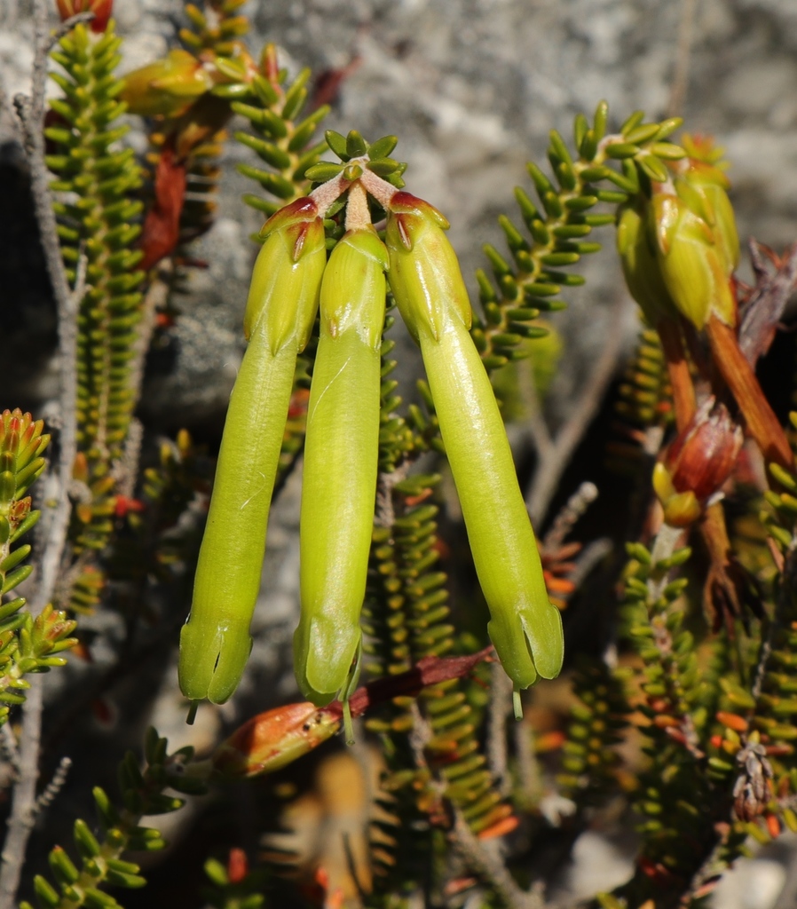 Limegreen Heath