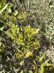 Pristimera celastroides