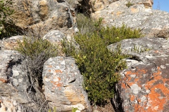 Erica viridiflora viridiflora